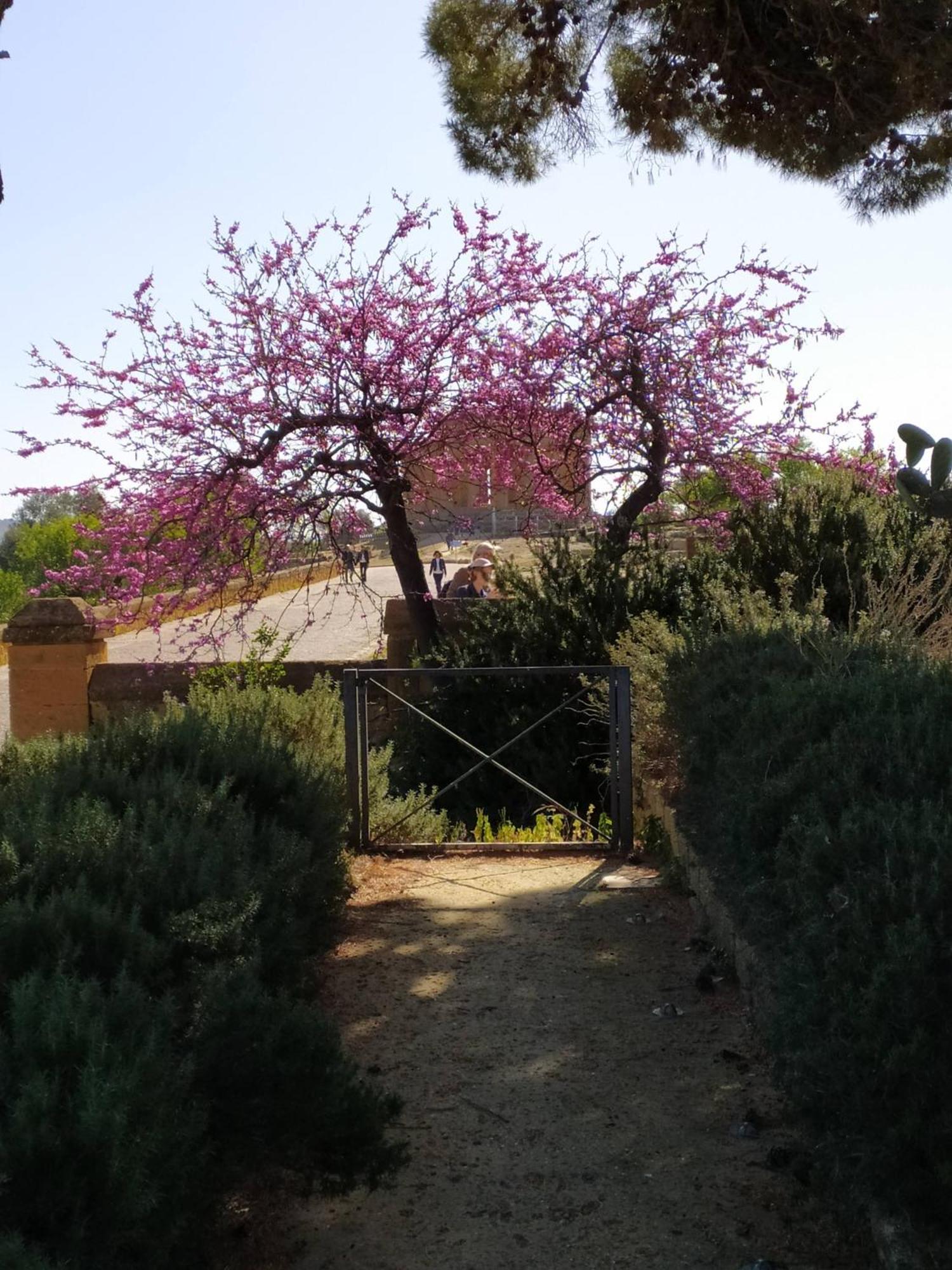 Atena Apartments Agrigento Exterior photo